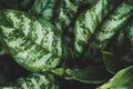 Aglaonema sp. Ã¢â¬ËNgoentembanÃ¢â¬â¢ green and white leaves sacred tree, decorative House plant